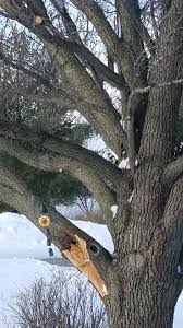 We did not find results for: Ornamental Pear Fallout Indiana Yard And Garden Purdue Consumer Horticulturepurdue University Indiana Yard And Garden Purdue Consumer Horticulture