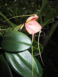 Masdevallia William