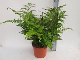 Image result for Didymochlaena