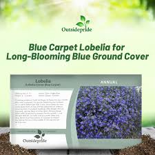 Image result for Lobelia erinus