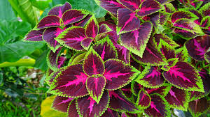 Image result for Coleus grandidentatus