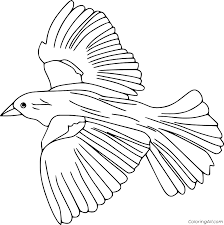 Melissa mayntz is a bird expert, certified master naturalist, writer, and author wit. Flying Bluebird Coloring Page Coloringall