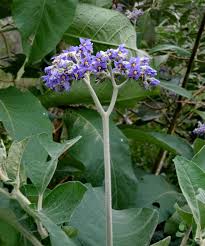 Image result for Solanum mauritianum