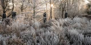 Blog Sobre Plantas Jardines Y Paisajismo Jardines Paisajismo Plantas