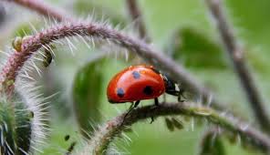 Coccinelle A Sept Points Sur Colonie De Pucerons Un Jardin Dans Le Marais Poitevin Marais Poitevin Jardins Pucerons