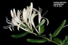 Image result for Caprifoliaceae