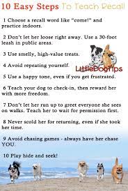 Does your dog not come back to you when you ask? Near Perfect Recall 10 Tips To Teach Your Dog To Come When Called Little Dog Tips