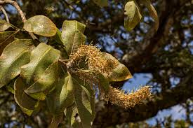 Image result for Faurea rochetiana