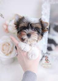 20 years of experience breeding yorkies 1 year written health guarantee Parti Yorkie Puppies For Sale Teacup Puppies Boutique