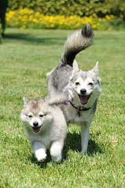 64 Alaskan Klee Kai Ideas Alaskan Klee Kai Puppies Cute Animals
