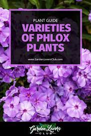 Pin On Plant Guides