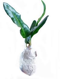 Image result for Elaphoglossum tanganjicense