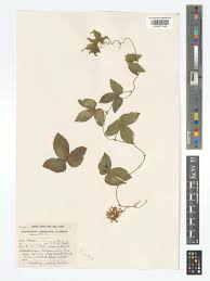 Image result for Dalechampia scandens