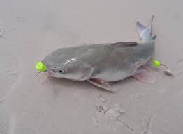 Inshore fishing on the waters of the choctawhatchee bay. Beachfishing Main