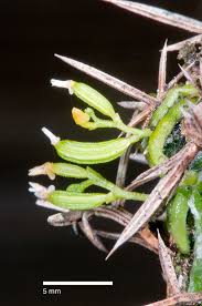 Image result for Taeniophyllum