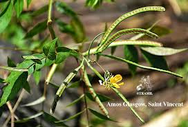 Image result for Senna occidentalis