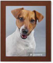 Karsi Izole Kahverengi Lekeler Beyaz Jack Russell Terrier Kopek Cerceveli Poster Pixers Haydi Dunyanizi Degistirelim
