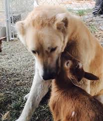 Check spelling or type a new query. Central Asian Shepherd Dogs My Experience And An Interview With An Expert On The Breed K2 The Kuvasz And Me