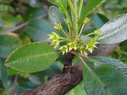 Image result for Rhamnus staddo