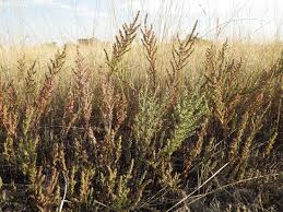 Image result for Suaeda merxmuelleri