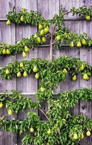 Keeping trees manageable is easy enough. How To Espalier Apple Trees Tips For Pruning Multi Grafting Dwarfing Fruit Trees
