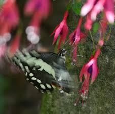 Image result for Isoglossa laxiflora