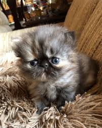 Dolly Persian Persian Kittens For Sale Persian Kittens Cute Cats