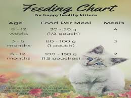 Feeding Your Kitten The Happy Cat Site What Age Do