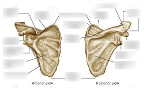 Check spelling or type a new query. Scapula Features Diagram Quizlet