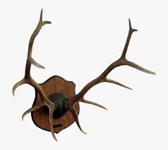 We decided we'd like to keep them in their natural form and wanted to wall mount them in a small space in our living room. Red Deer Antler Elk Moose Mount Elk Antlers On A Plaque Hd Png Download Transparent Png Image Pngitem