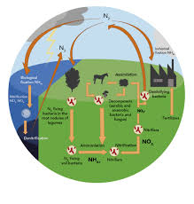 نتیجه جستجوی لغت [nitrogen] در گوگل