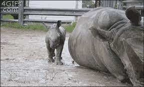 Baby Rhino Gifs Wifflegif