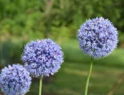 Check spelling or type a new query. Growing Alliums