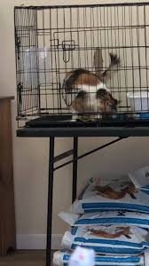 Cat shelter directory directory (it's meta!) these sites offer the most comprehensive directories of animal shelters. Lost And Found Cat Shelter Home Facebook