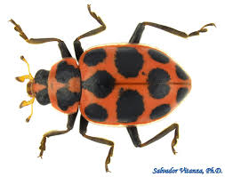 Image result for Brownleea maculata