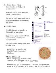 What is the number of chromosomes for diploid human cells? What Genes Are Found On The X Chromosome