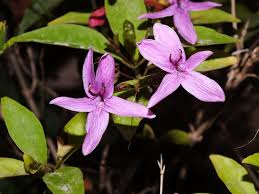 Image result for Eranthemum laxiflorum