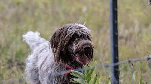 Image result for griffon korthalsův