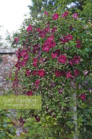 We did not find results for: Clematis Viticella Stock Photo By Maddie Thornhill Image 0076479