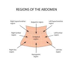 The right upper quadrant (ruq) includes the lower right ribs, right side of the liver, and right side of the transverse colon. Abdominal Quadrant Regions Scheme As Stomach Division Vector Illustration Stock Vector Illustration Of Graph Educational 187377474