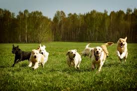 We are kicking off the fun before the main event, starting on sunday, january 31. Looking For A Pet Start At One Of These No Kill Animal Shelters Cincinnati Magazine