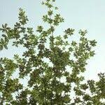 Image result for Terminalia superba