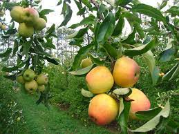 maiden s blush apple new england apples apple ginger gold apple apple varieties