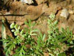 Image result for Coronopus didymus