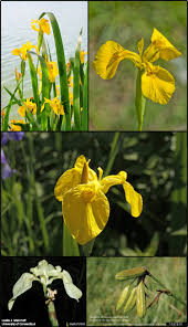 Image result for Iris pseudacorus