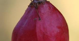 Image result for Gymnosporia mossambicensis