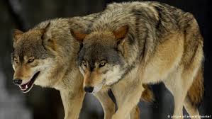 Wolves are the largest members of the canid family. Germany S Wolf Population On The Rise New Data Shows Environment All Topics From Climate Change To Conservation Dw 23 11 2017