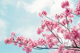 We did not find results for: 4 Tempat Melihat Sakura Di Indonesia