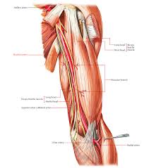 Easy Notes On Arteries Of The Upper Limb Learn In Just 4