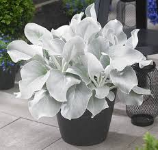 Image result for Senecio sp.no.3